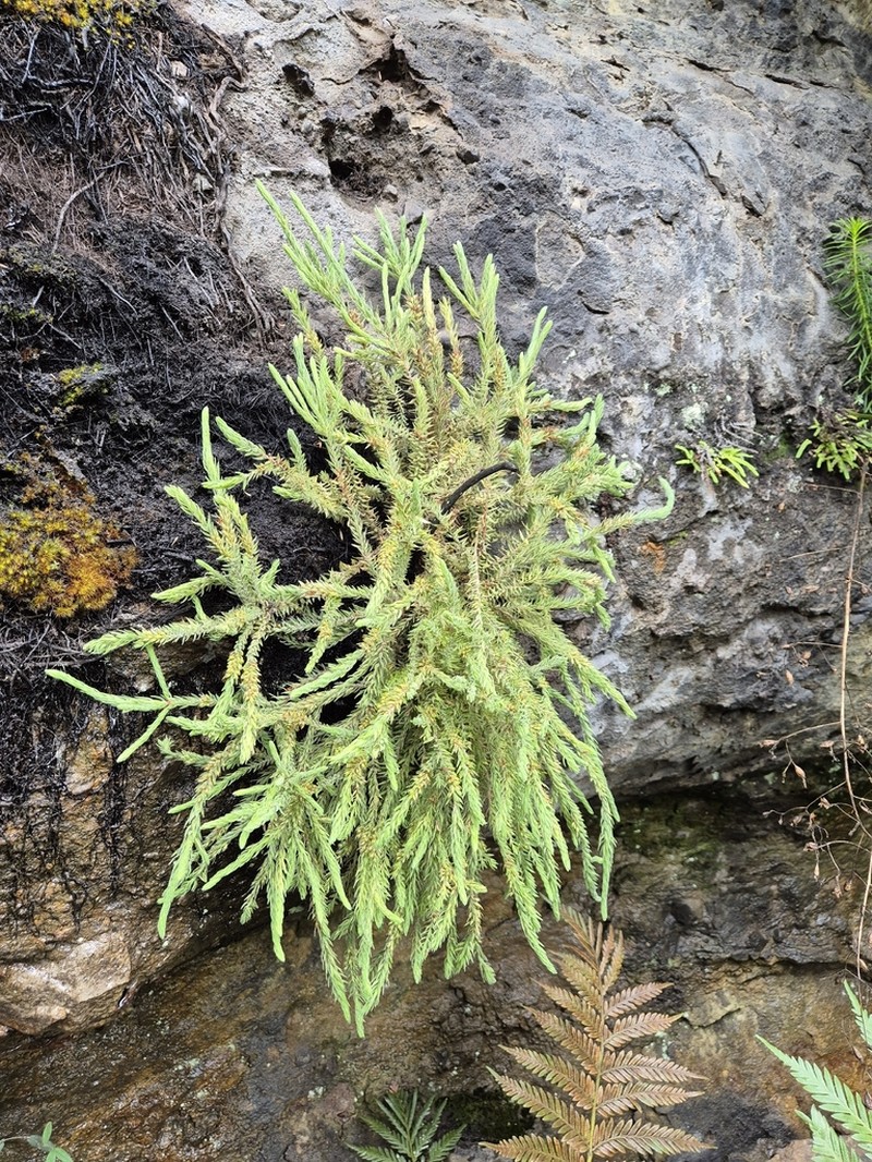 Epacris gnidioides photo 4