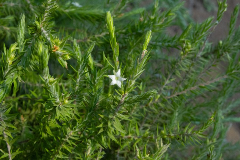 Epacris gnidioides photo 6