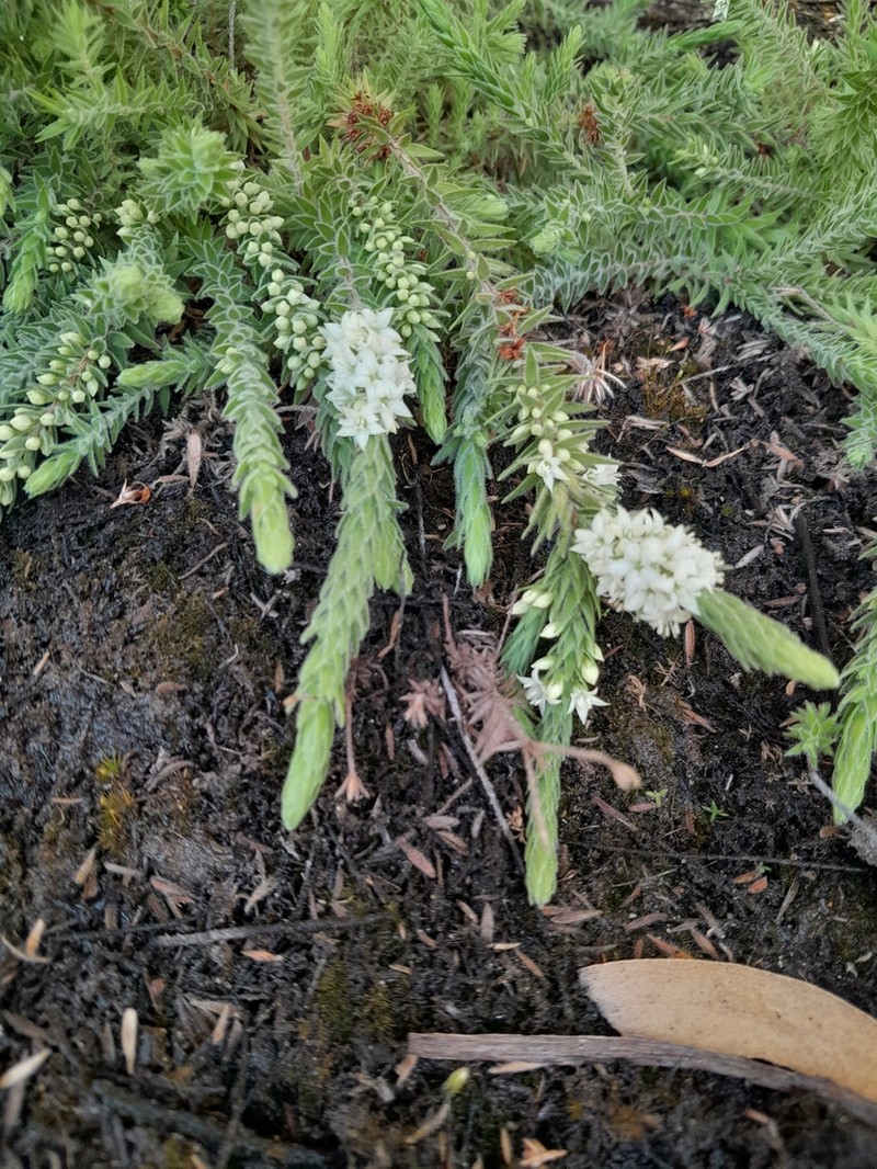 Epacris gnidioides photo 7