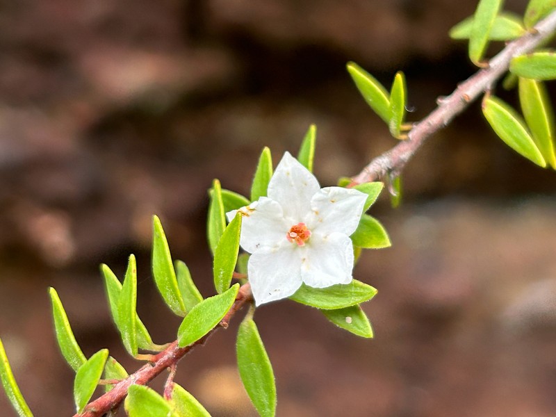 Epacris pilosa photo 3