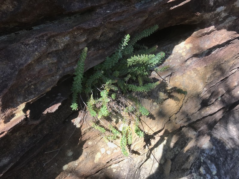 Epacris pilosa photo 4