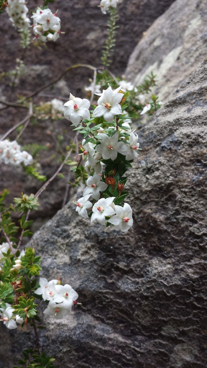 Epacris pilosa photo 5