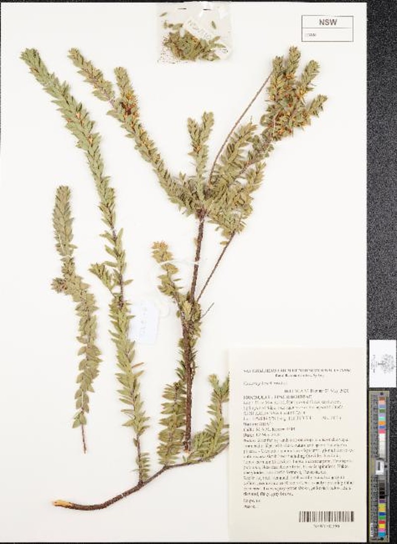 Epacris pilosa photo 6