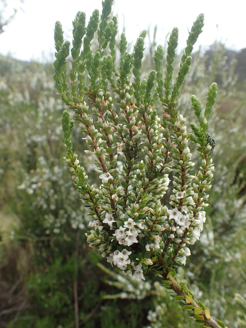 Epacris rhombifolia