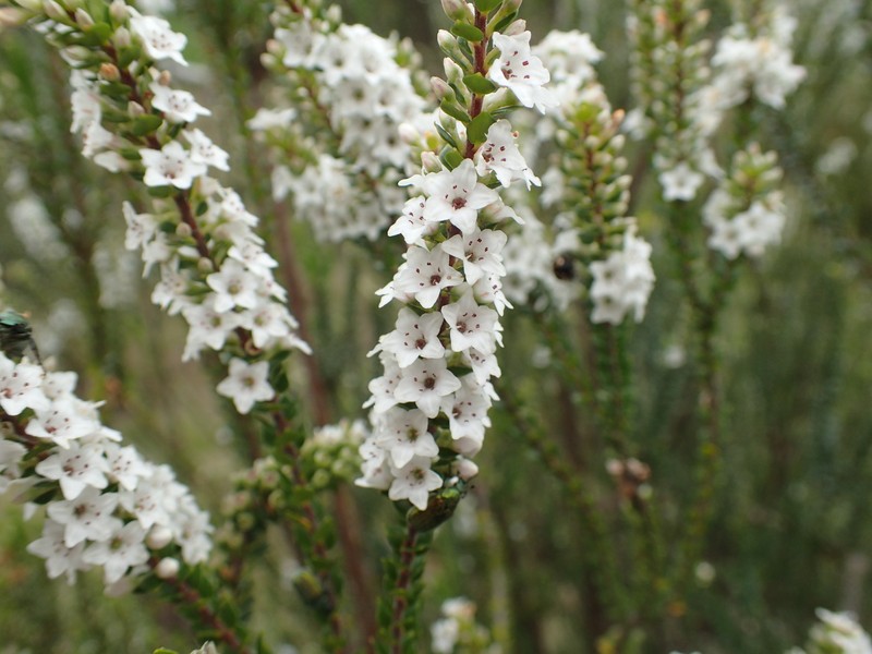 Epacris rhombifolia photo 2