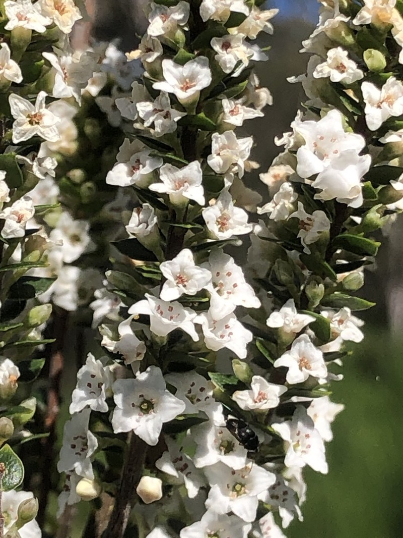 Epacris rhombifolia photo 3