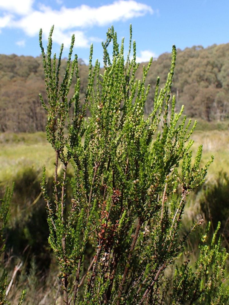 Epacris rhombifolia photo 4