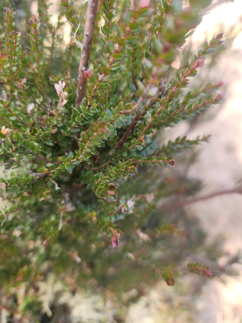 Epacris rhombifolia photo 5