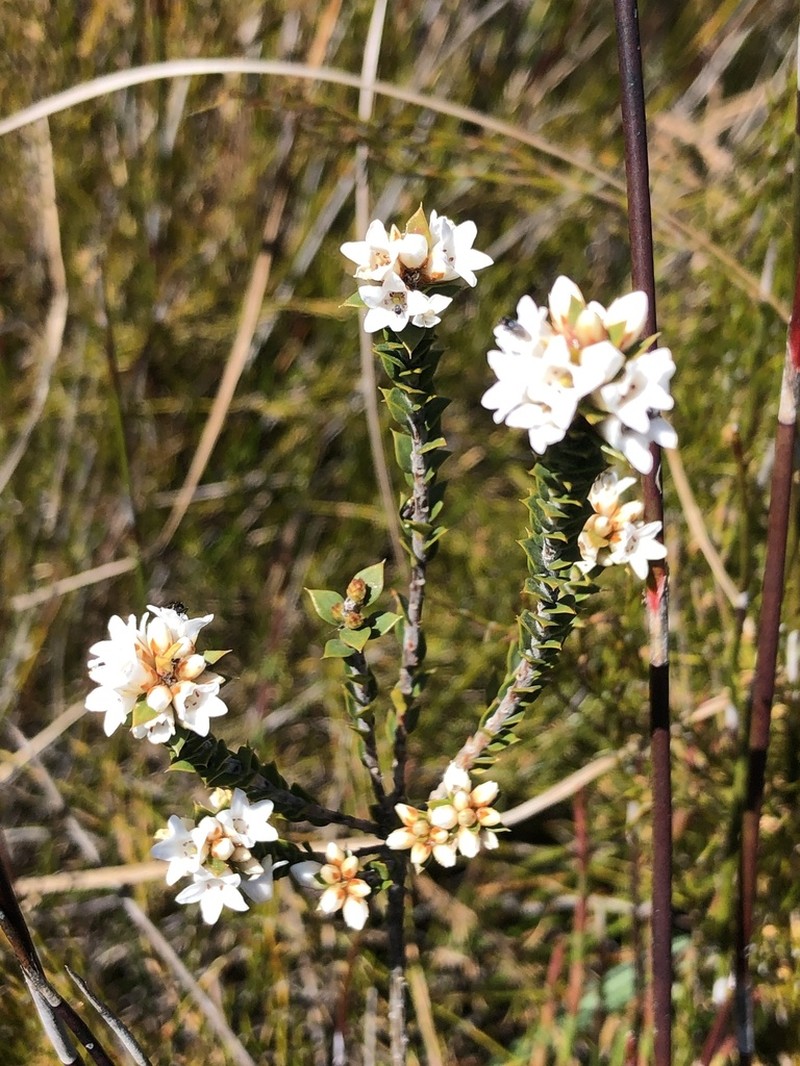 Epacris rhombifolia photo 6