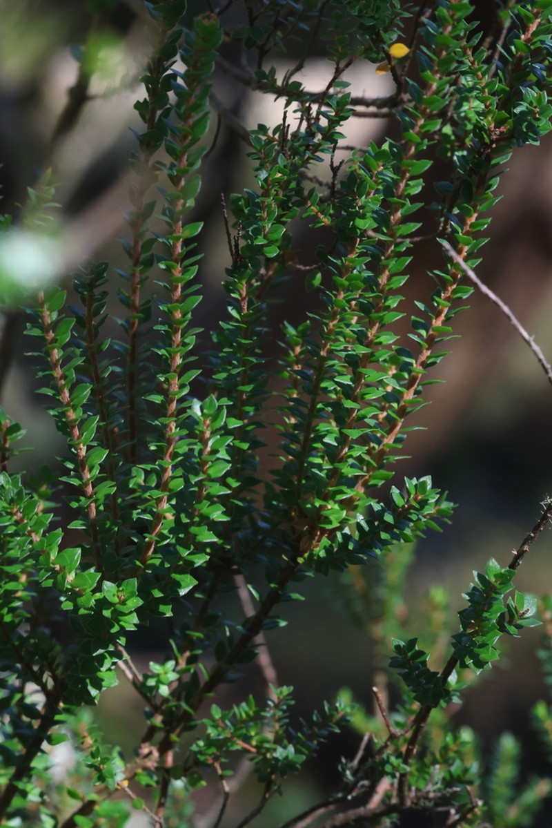 Epacris rhombifolia photo 7