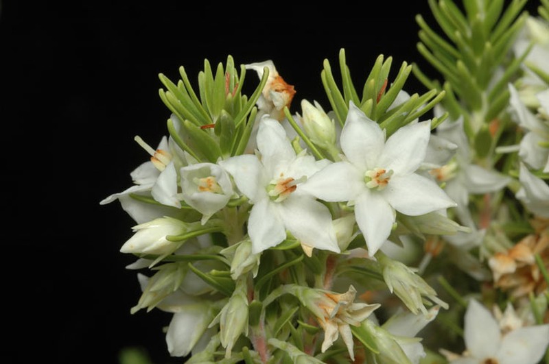 Epacris sprengelioides