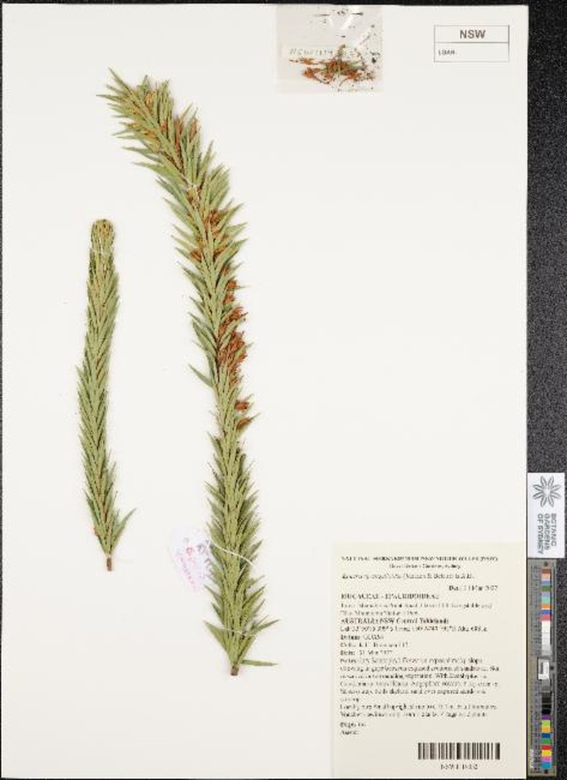 Epacris sprengelioides photo 2