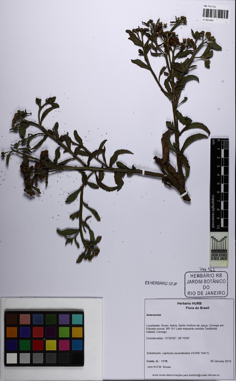 Epaltes brasiliensis