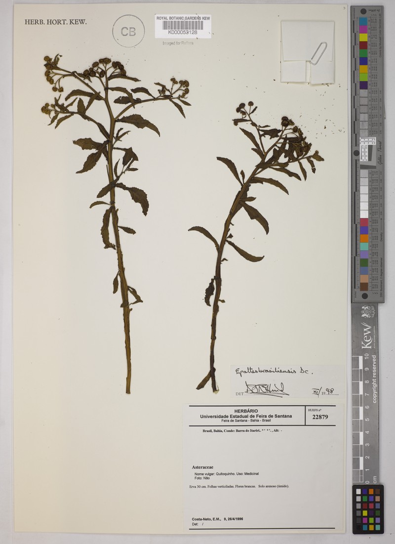Epaltes brasiliensis photo 2