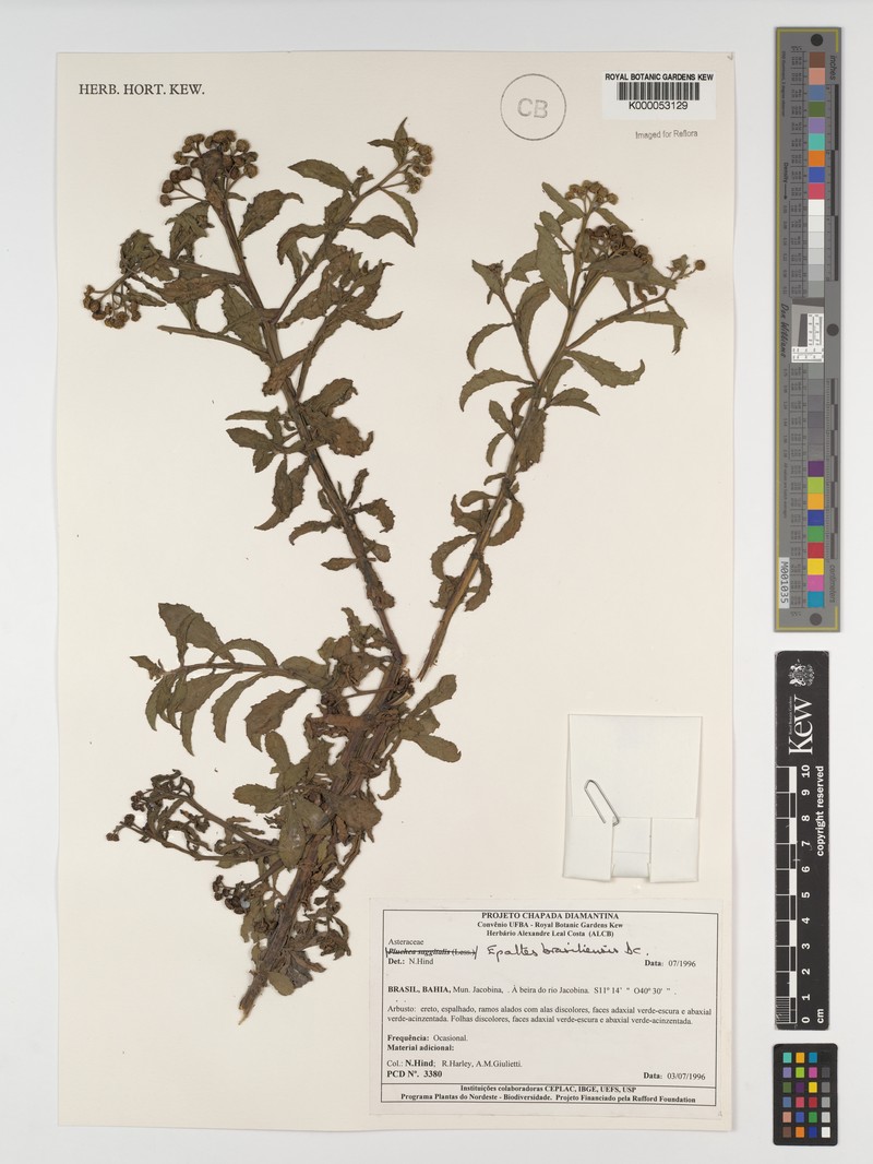 Epaltes brasiliensis photo 3