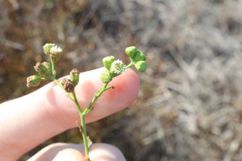 Epaltes cunninghamii
