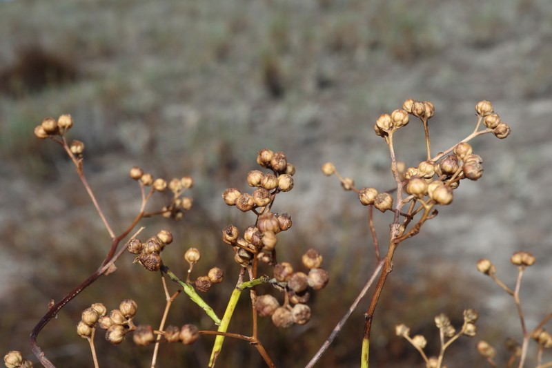 Epaltes cunninghamii photo 2