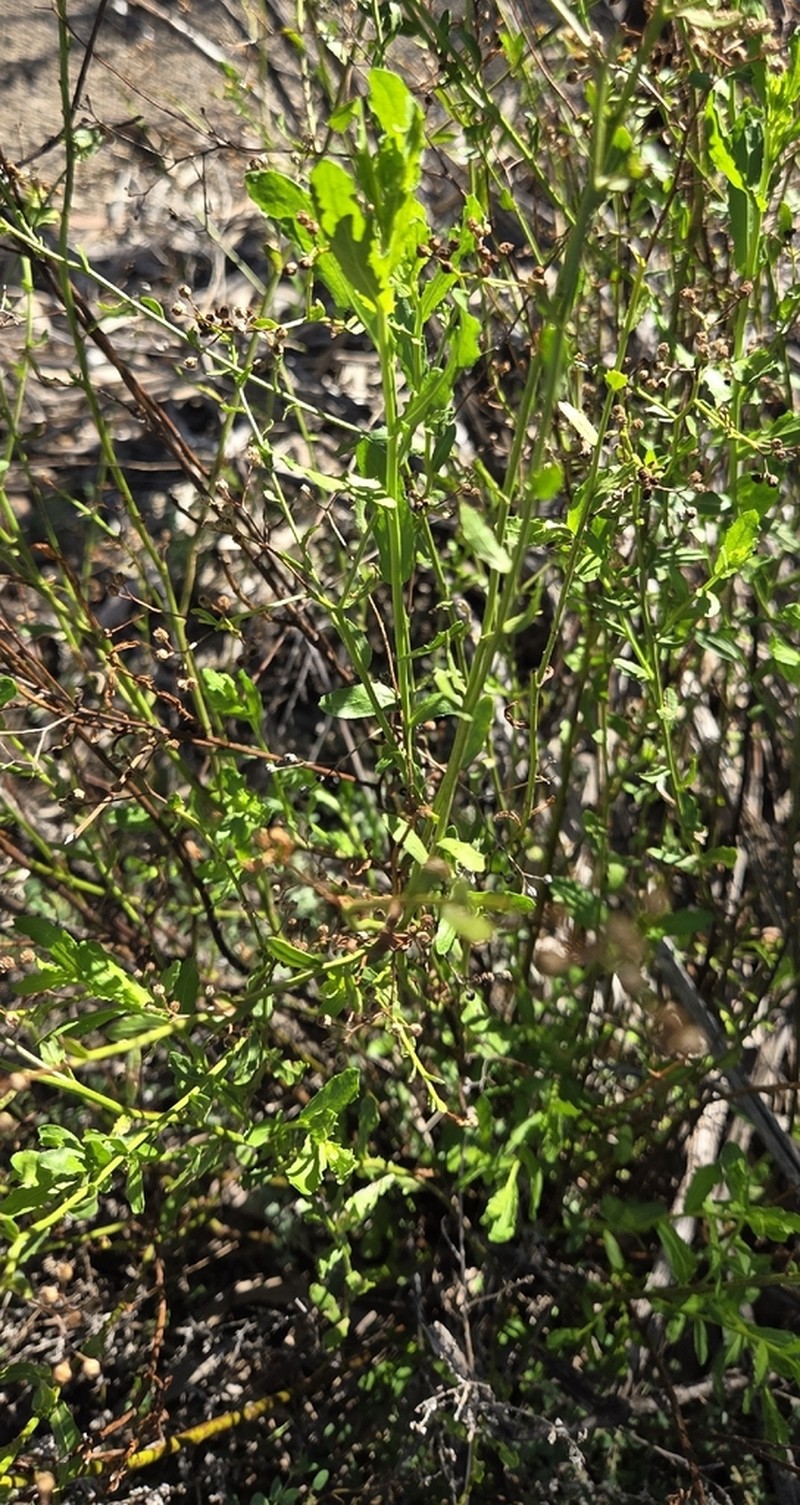 Epaltes cunninghamii photo 3