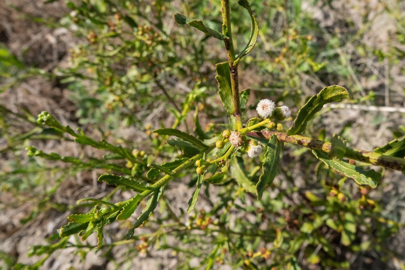 Epaltes cunninghamii photo 4