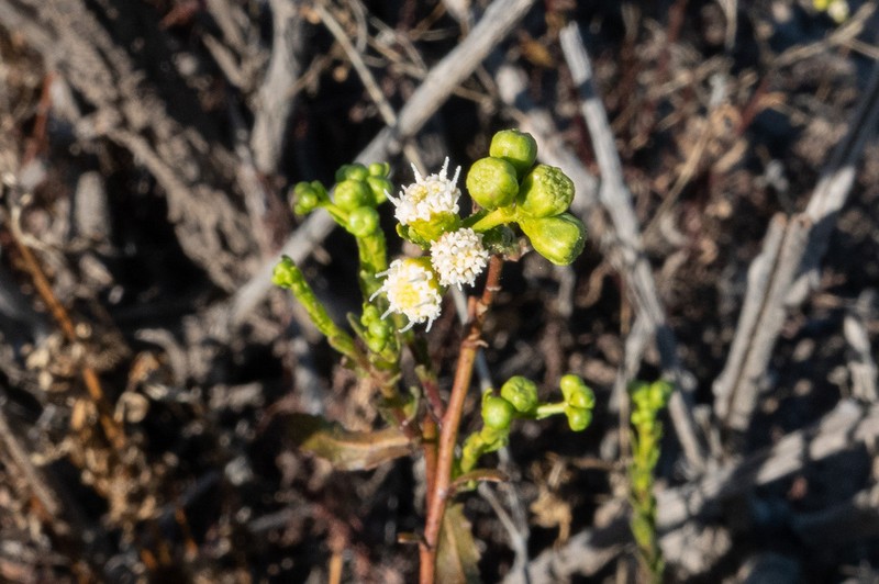 Epaltes cunninghamii photo 5
