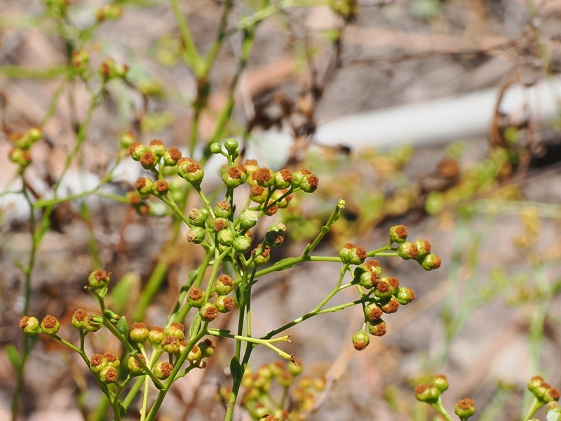 Epaltes cunninghamii photo 6