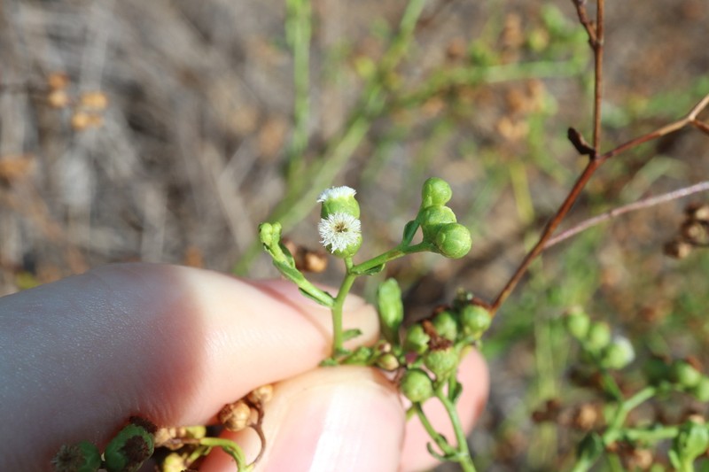 Epaltes cunninghamii photo 8
