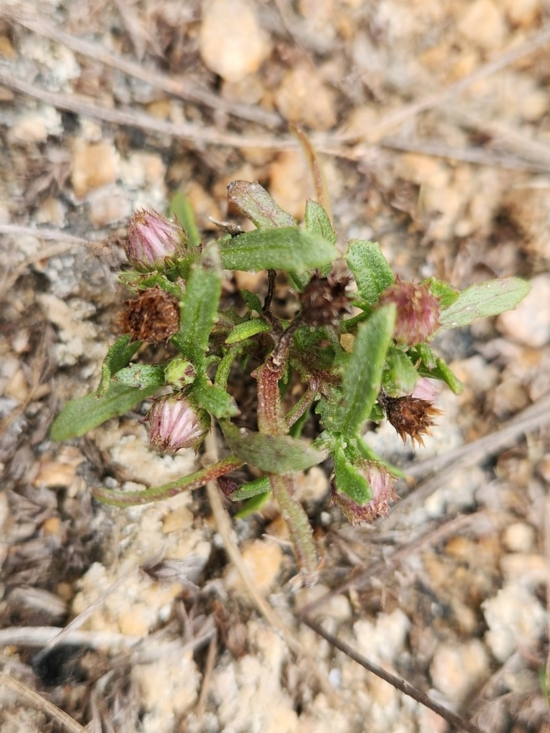 Epaltes divaricata
