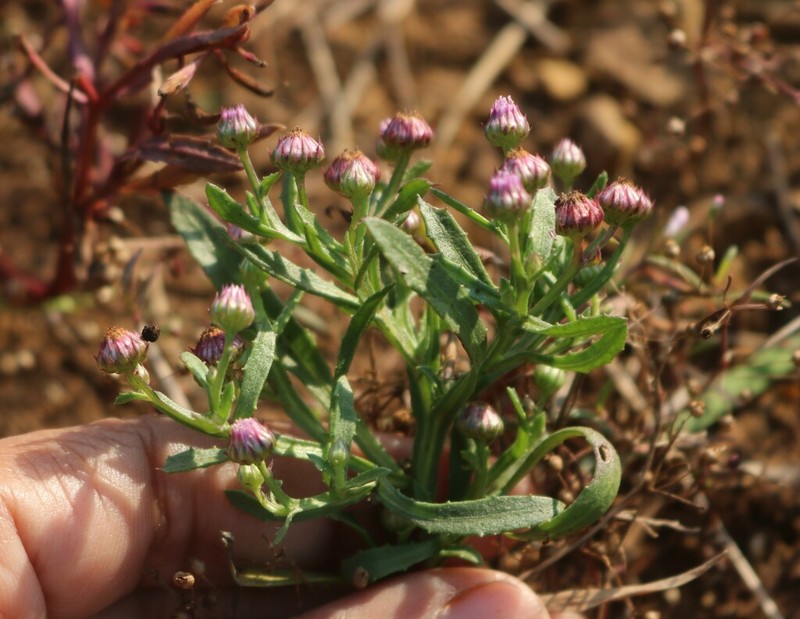 Epaltes divaricata photo 2