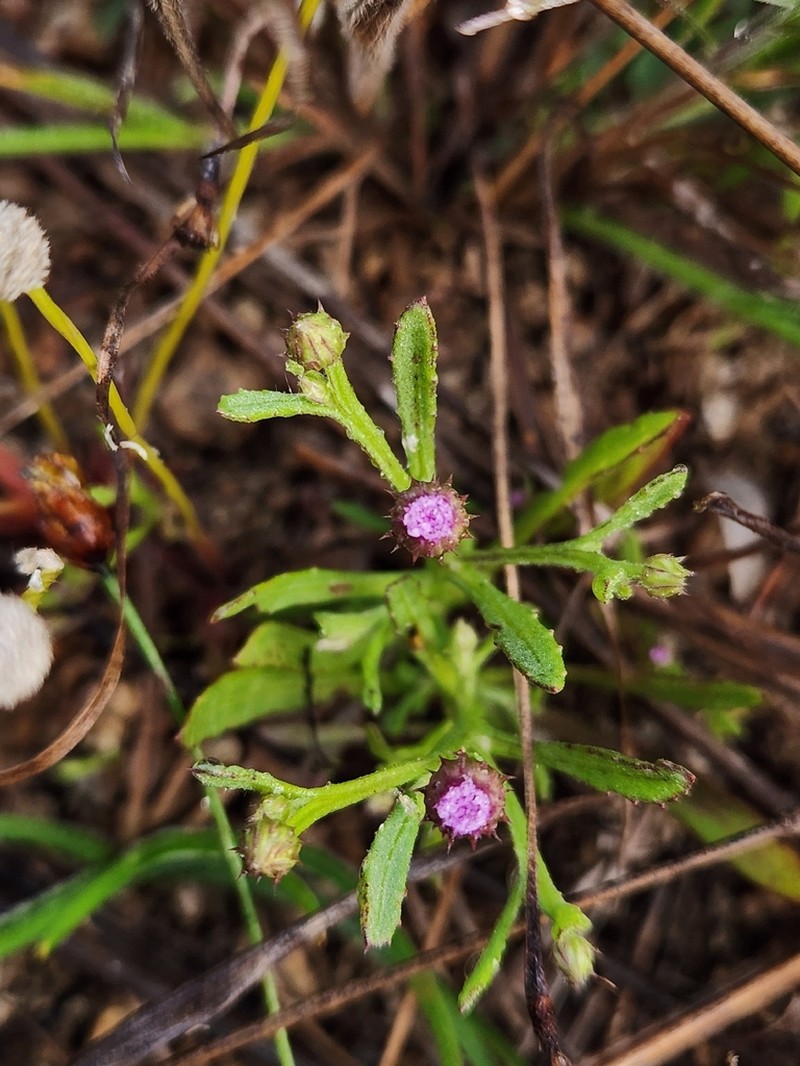 Epaltes divaricata photo 3