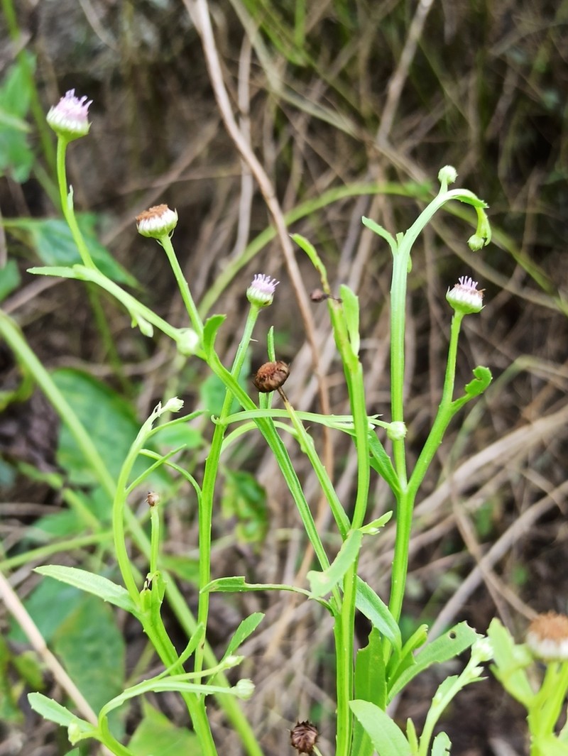 Epaltes divaricata photo 4