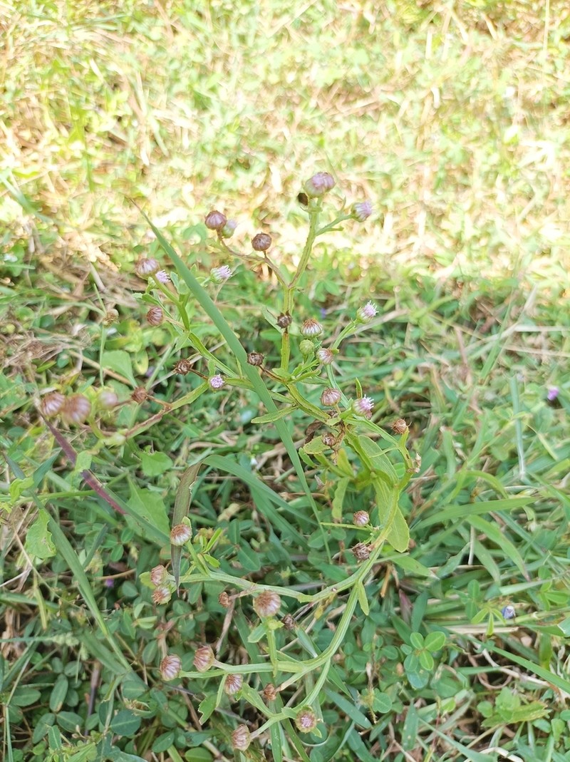 Epaltes divaricata photo 6