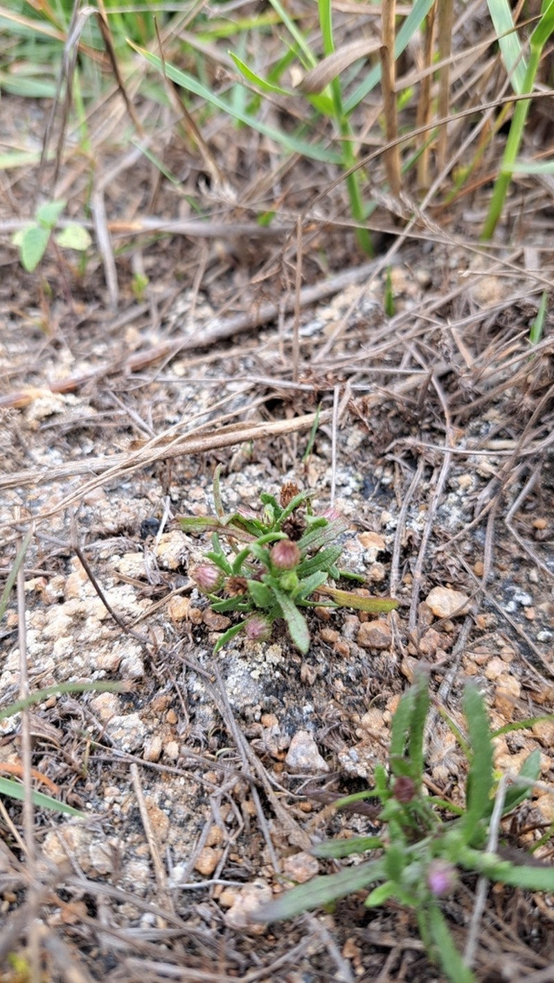 Epaltes divaricata photo 7