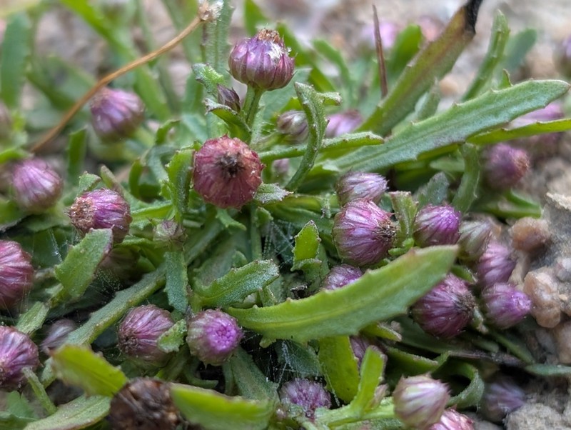 Epaltes divaricata photo 8