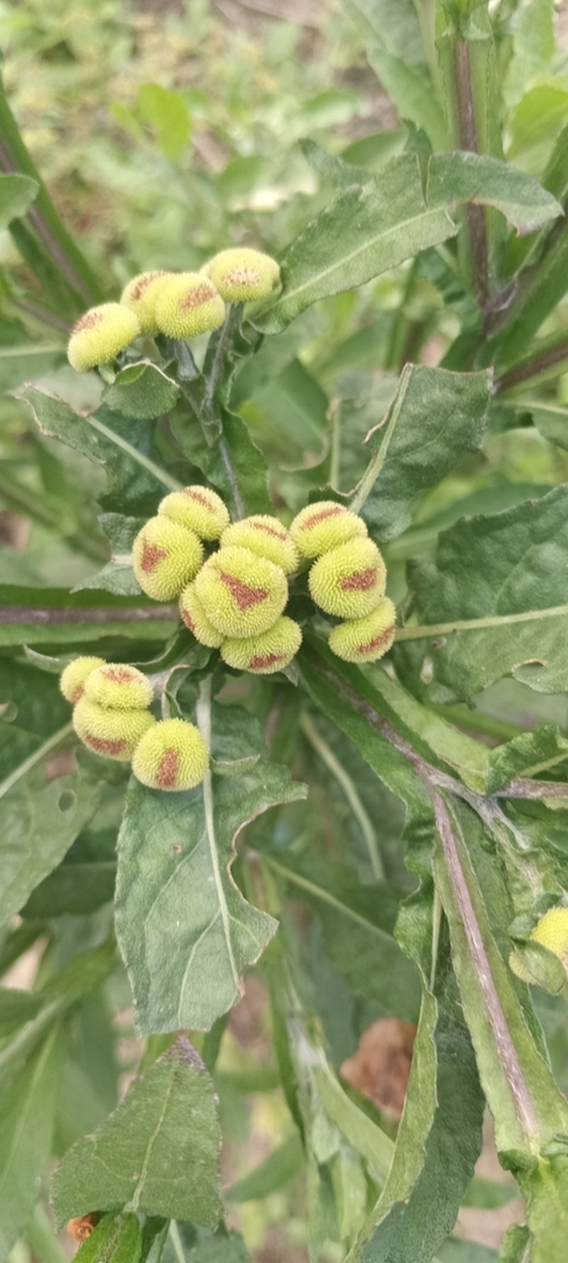 Epaltes mexicana