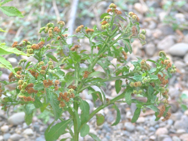 Epaltes mexicana photo 6