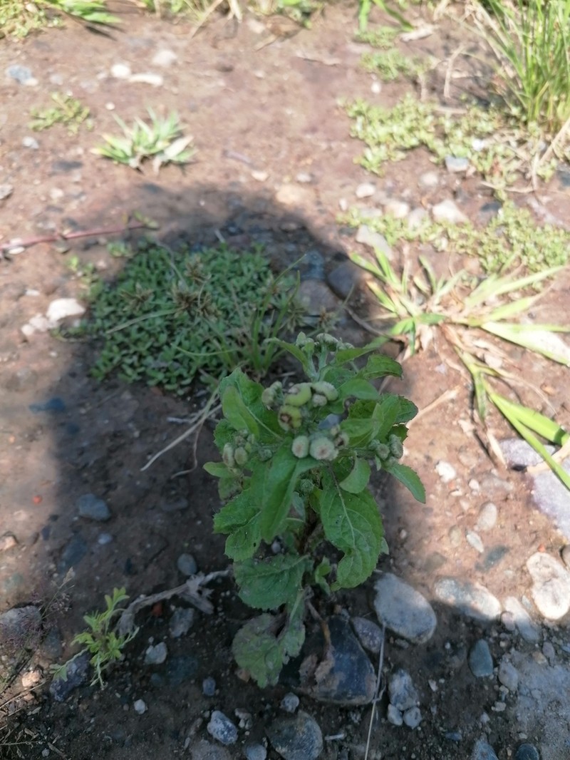 Epaltes mexicana photo 8
