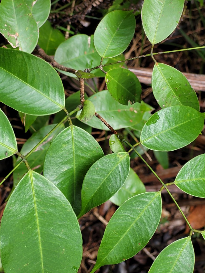 Eperua grandiflora subsp. grandiflora photo 2