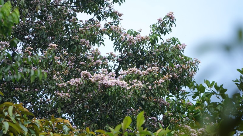 Eperua grandiflora subsp. grandiflora photo 3