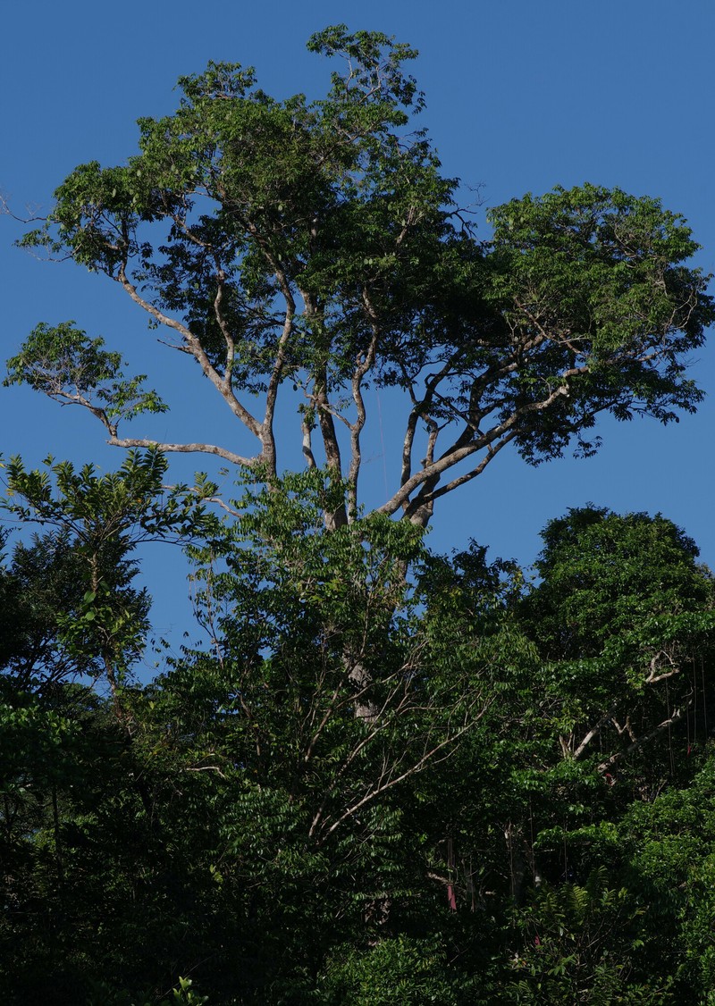Eperua grandiflora subsp. grandiflora photo 4