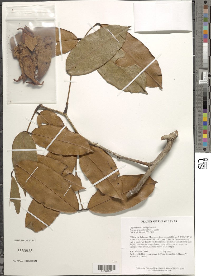 Eperua jenmanii subsp. jenmanii