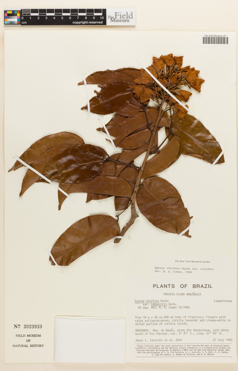 Eperua oleifera var. oleifera