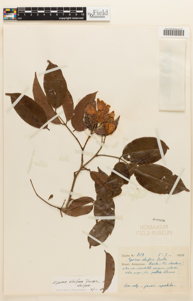 Eperua oleifera var. oleifera photo 2