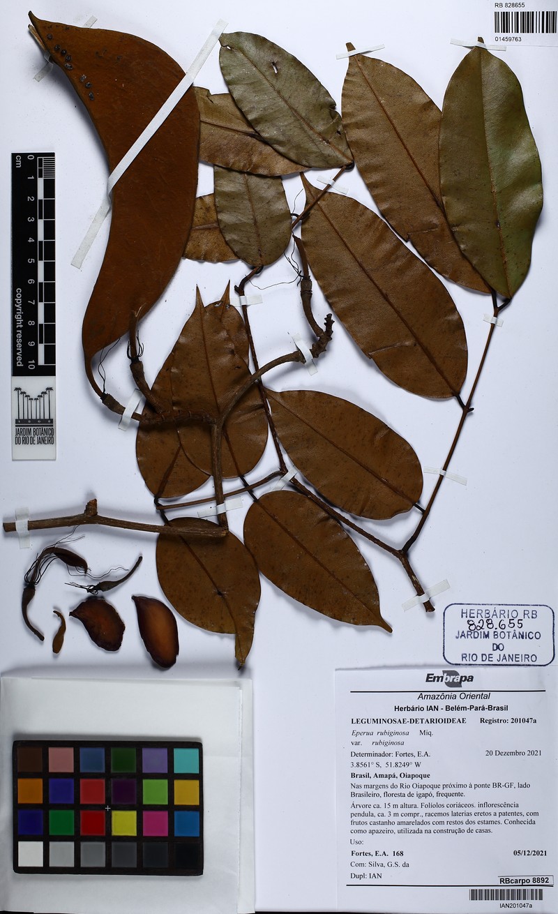 Eperua rubiginosa var. rubiginosa