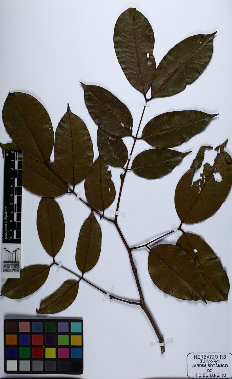 Eperua rubiginosa var. rubiginosa photo 2