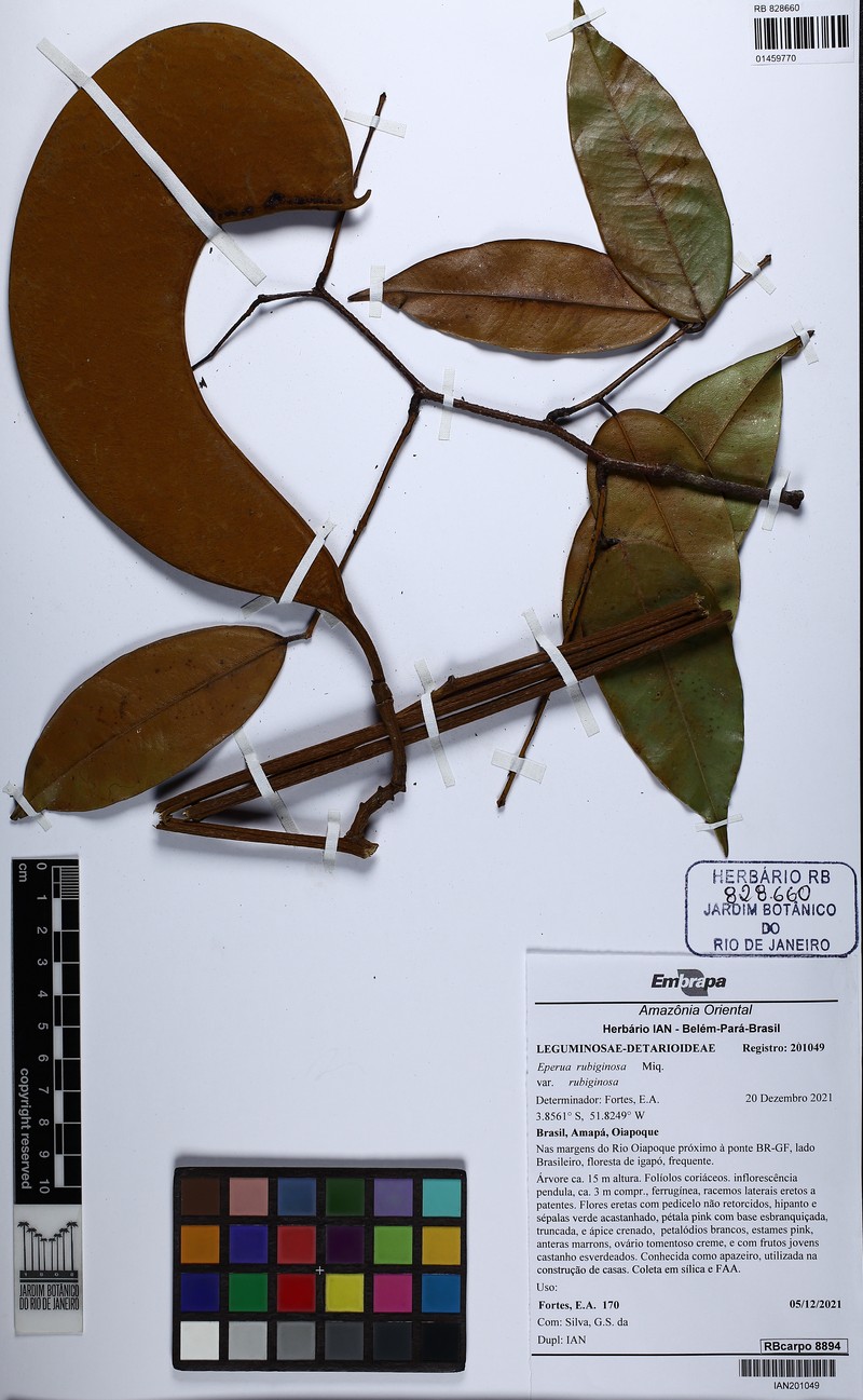 Eperua rubiginosa var. rubiginosa photo 3