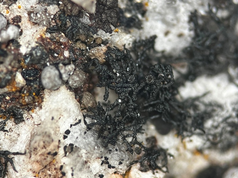 American Thread Lichen