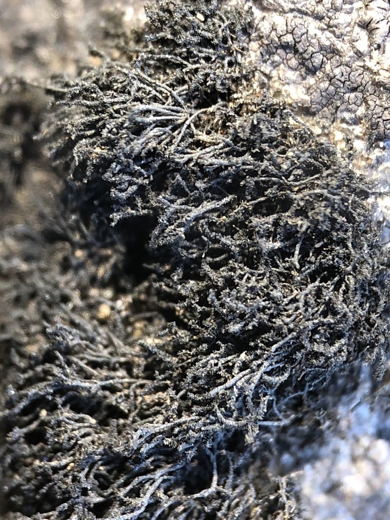 Hairy Thread Lichen photo 2