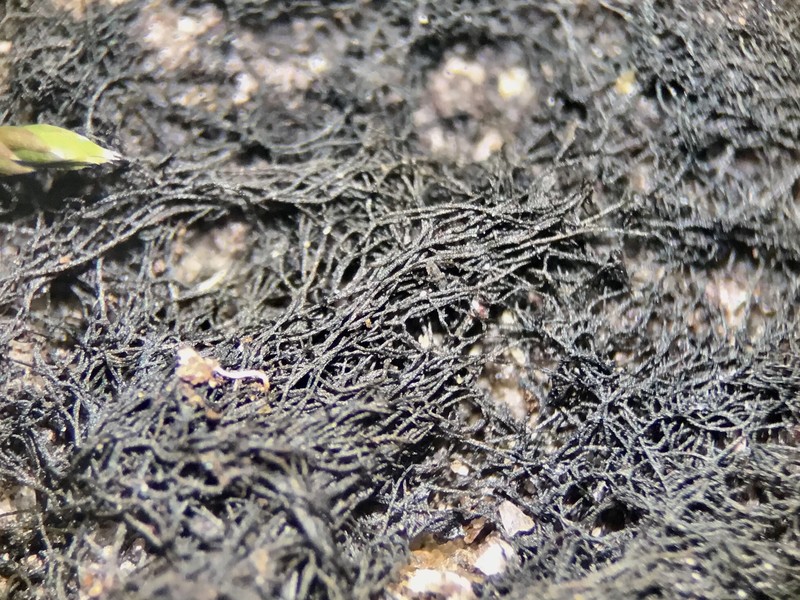 Hairy Thread Lichen photo 3