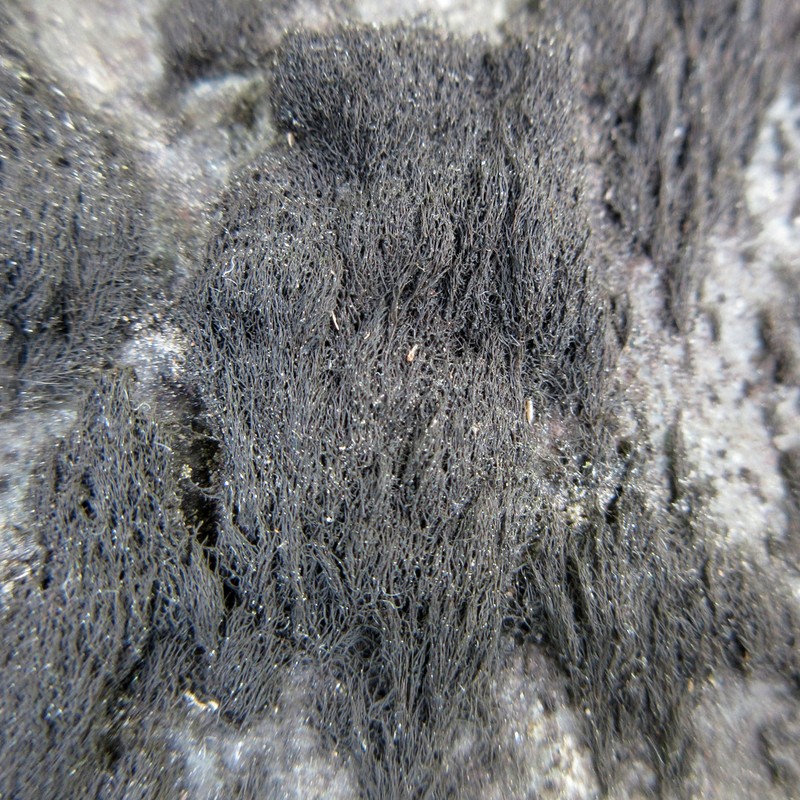 Thread Lichen