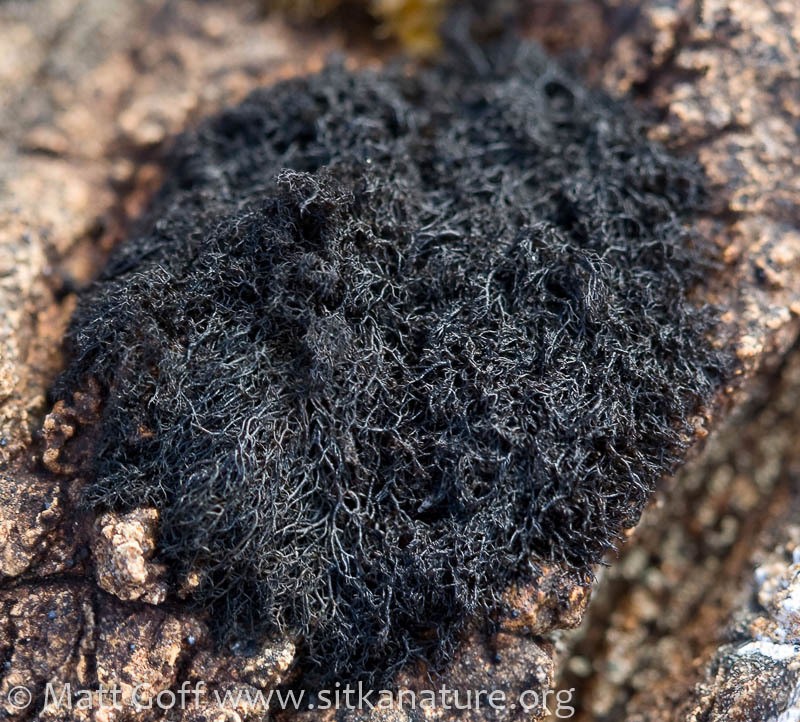 Thread Lichen photo 2